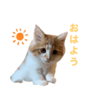 サイベリアンの子猫  バロン（個別スタンプ：6）