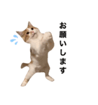 サイベリアンの子猫  バロン（個別スタンプ：7）