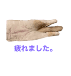 サイベリアンの子猫  バロン（個別スタンプ：8）
