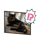 mogo Sticker（個別スタンプ：5）