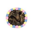 mogo Sticker（個別スタンプ：6）