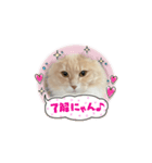可愛いにゃんこちゃん3（個別スタンプ：5）