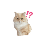 可愛いにゃんこちゃん3（個別スタンプ：8）