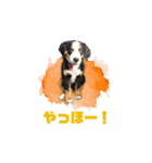 バーニーズマウンテンドッグのR（個別スタンプ：2）