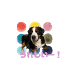 バーニーズマウンテンドッグのR（個別スタンプ：6）