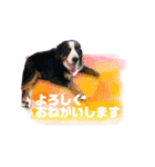 バーニーズマウンテンドッグのR（個別スタンプ：11）