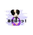 バーニーズマウンテンドッグのR（個別スタンプ：13）