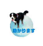 バーニーズマウンテンドッグのR（個別スタンプ：14）