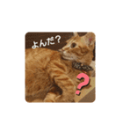 茶トラねこ こじろう（個別スタンプ：24）