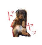 Cute My dog's（個別スタンプ：2）