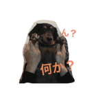 Cute My dog's（個別スタンプ：3）