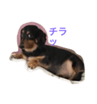 Cute My dog's（個別スタンプ：4）