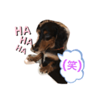 Cute My dog's（個別スタンプ：8）