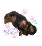 Cute My dog's（個別スタンプ：9）