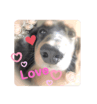 Cute My dog's（個別スタンプ：10）