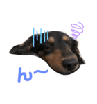 Cute My dog's（個別スタンプ：11）