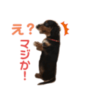 Cute My dog's（個別スタンプ：12）