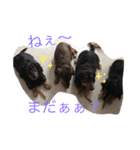 Cute My dog's（個別スタンプ：15）