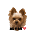 ヨーキー セシルとコロ（個別スタンプ：2）