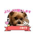 ヨーキー セシルとコロ（個別スタンプ：11）