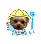 ヨーキー セシルとコロ（個別スタンプ：12）