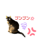 猫たちのスタンプ コロチョコ（個別スタンプ：1）
