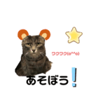 猫たちのスタンプ コロチョコ（個別スタンプ：2）