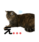 猫たちのスタンプ コロチョコ（個別スタンプ：3）