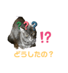 猫たちのスタンプ コロチョコ（個別スタンプ：4）