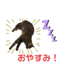 猫たちのスタンプ コロチョコ（個別スタンプ：6）