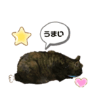 猫たちのスタンプ コロチョコ（個別スタンプ：7）