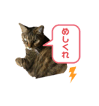 猫たちのスタンプ コロチョコ（個別スタンプ：8）