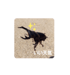 オオクワさん（個別スタンプ：3）