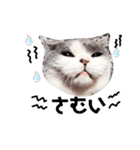 British cat stamp（個別スタンプ：1）