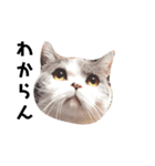 British cat stamp（個別スタンプ：2）