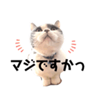 British cat stamp（個別スタンプ：3）