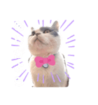 British cat stamp（個別スタンプ：4）