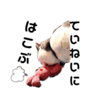 British cat stamp（個別スタンプ：5）