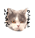 British cat stamp（個別スタンプ：6）
