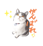 British cat stamp（個別スタンプ：7）