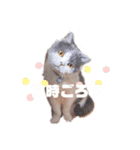 British cat stamp（個別スタンプ：8）