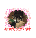 黒柴 松風ちゃん（個別スタンプ：8）