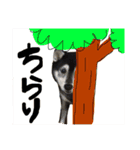 黒柴 松風ちゃん（個別スタンプ：10）