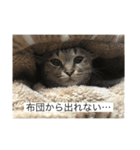 ヌッコたち（個別スタンプ：8）
