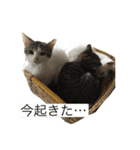 ヌッコたち（個別スタンプ：12）