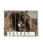 ヌッコたち（個別スタンプ：14）