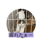 ヌッコたち（個別スタンプ：15）