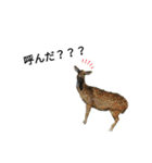 動物の動物によるスタンプ（個別スタンプ：1）
