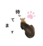 動物の動物によるスタンプ（個別スタンプ：13）