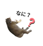 動物の動物によるスタンプ（個別スタンプ：14）